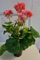 Geranie 35 cm hoch 15.00